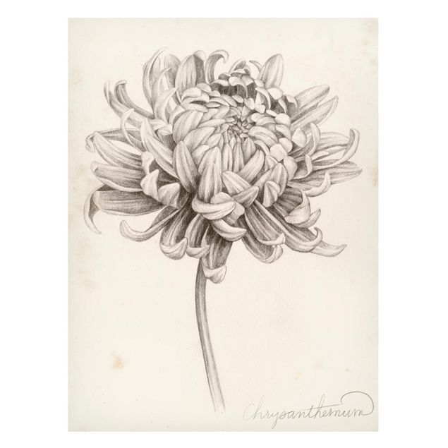 Magnettavla blommor  Botanical Study Chrysanthemum I