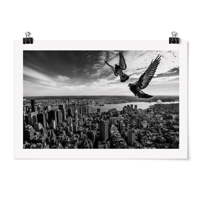 Posters svart och vitt Pigeons On The Empire State Building
