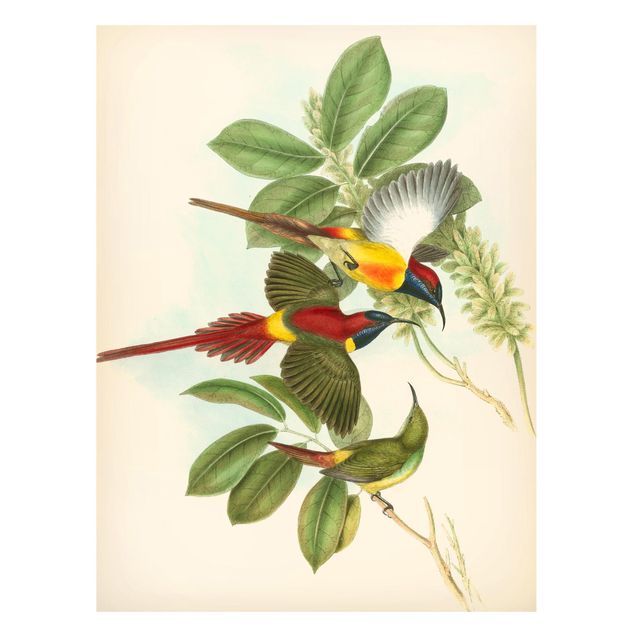 Magnettavla blommor  Vintage Illustration Tropical Birds III