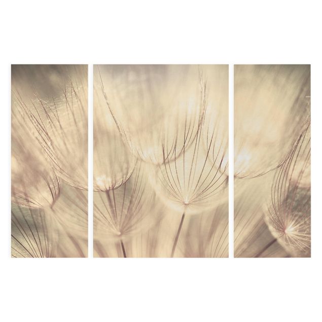 Canvastavlor svart och vitt Dandelions Close-Up In Cozy Sepia Tones