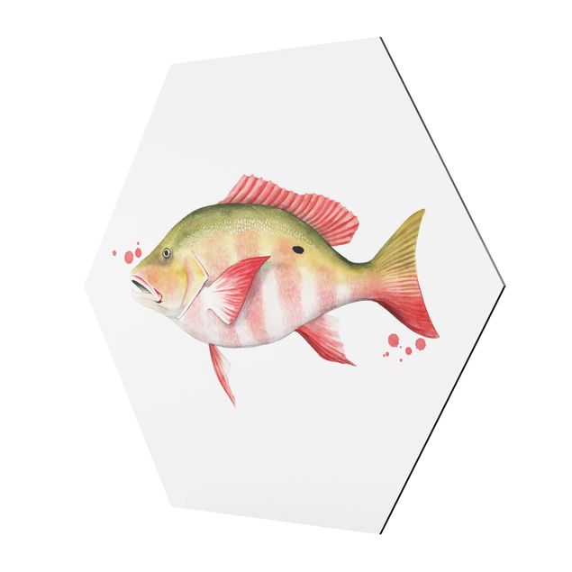 Hexagonala tavlor Color Catch - Northern Red Snapper