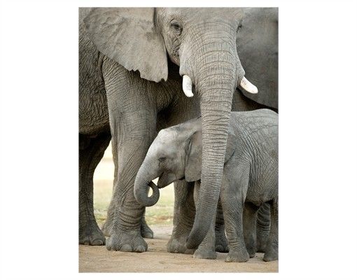 Fönsterdekaler djur Elephant Love