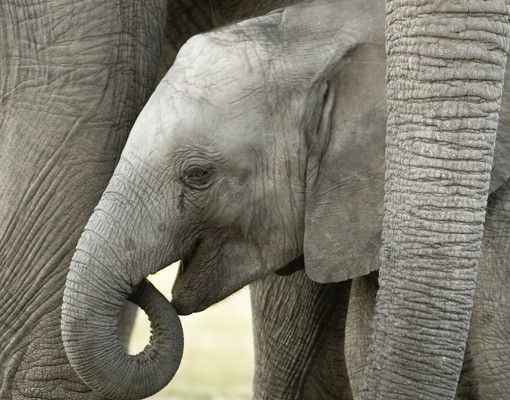 Självhäftande folier Elephant Love