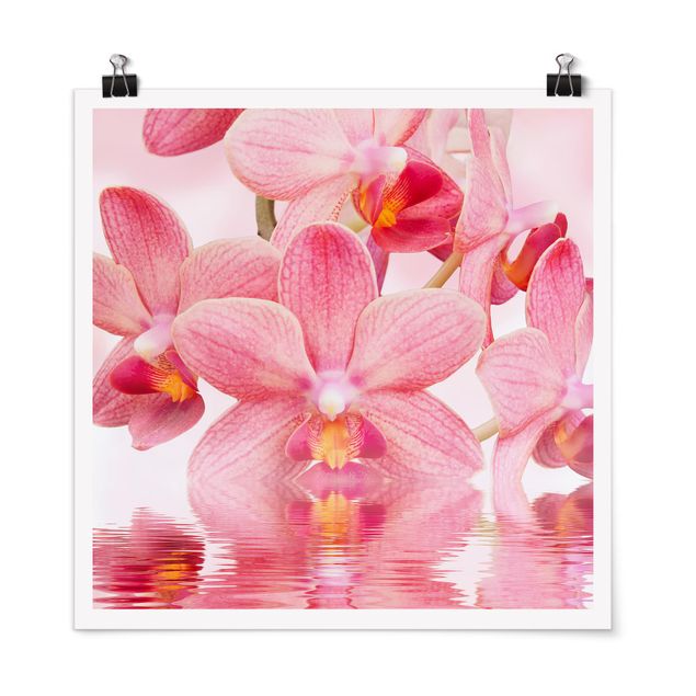 Posters blommor  Light Pink Orchid On Water
