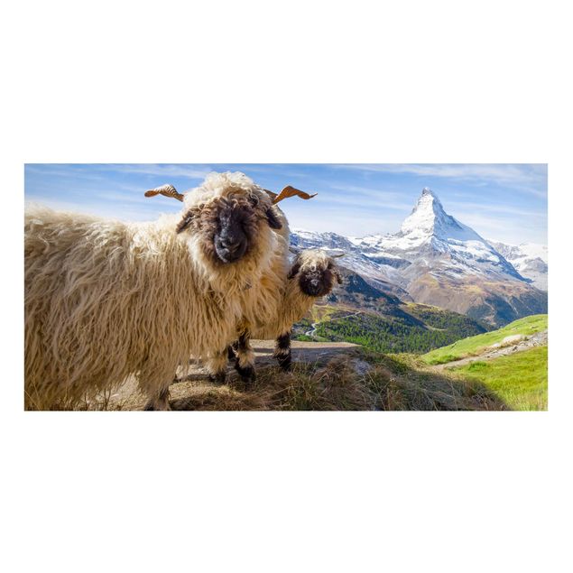 Tavlor Schweiz Blacknose Sheep Of Zermatt