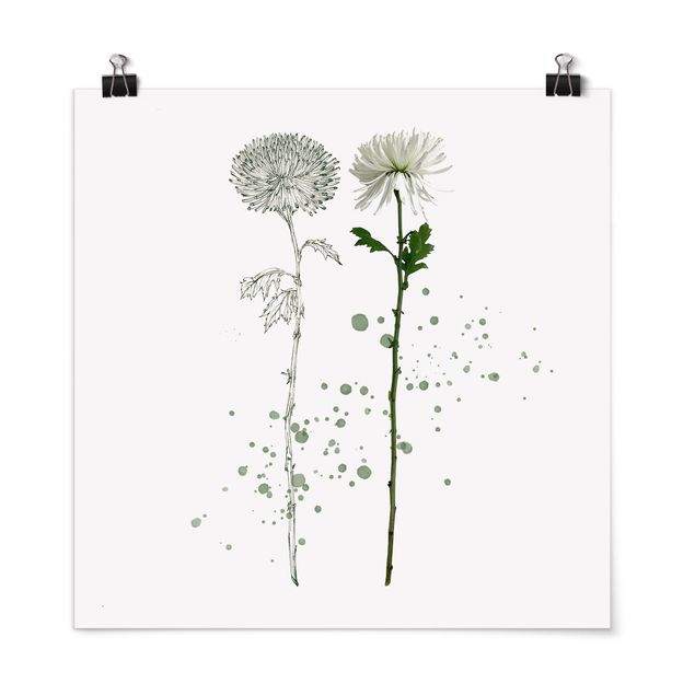Posters blommor  Botanical Watercolour - Dandelion