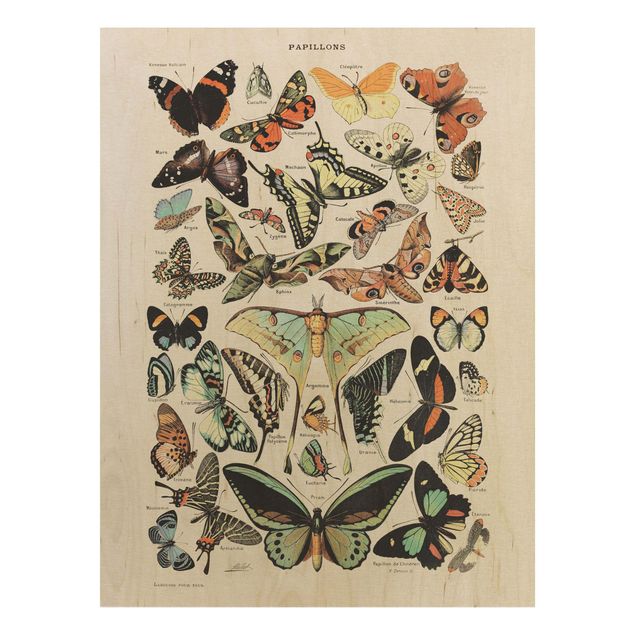 Trätavlor vintage Vintage Board Butterflies And Moths