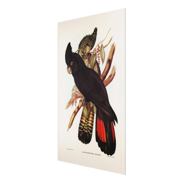 Tavlor Vintage Illustration Black Cockatoo Black Gold