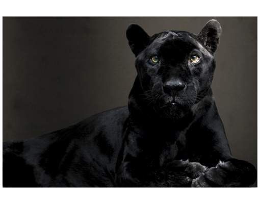 Fönsterdekaler djur Black Puma