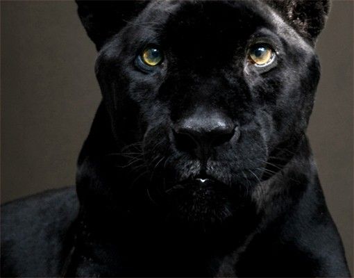 Självhäftande folier Black Puma