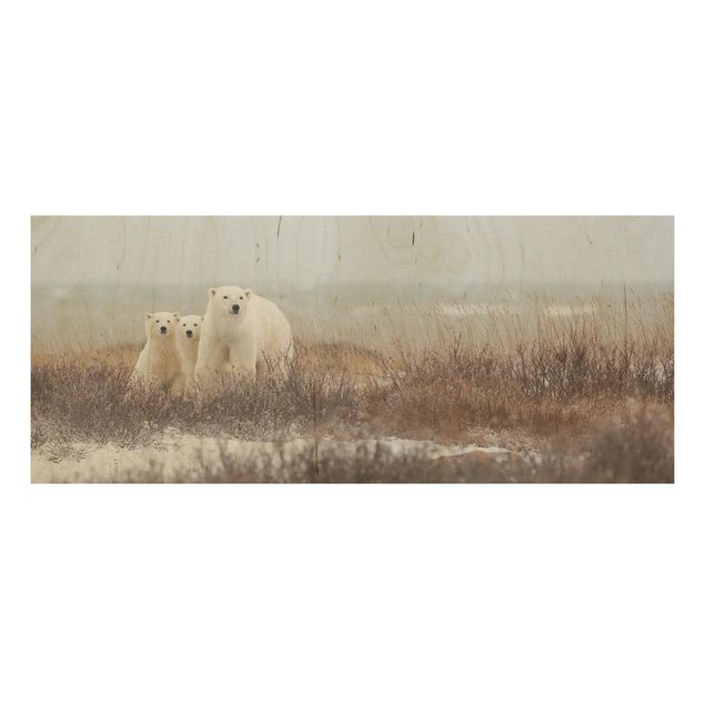 Tavlor Polar Bear And Her Cubs