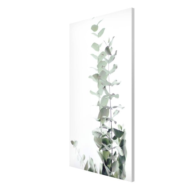Tavlor blommor Eucalyptus In White Light