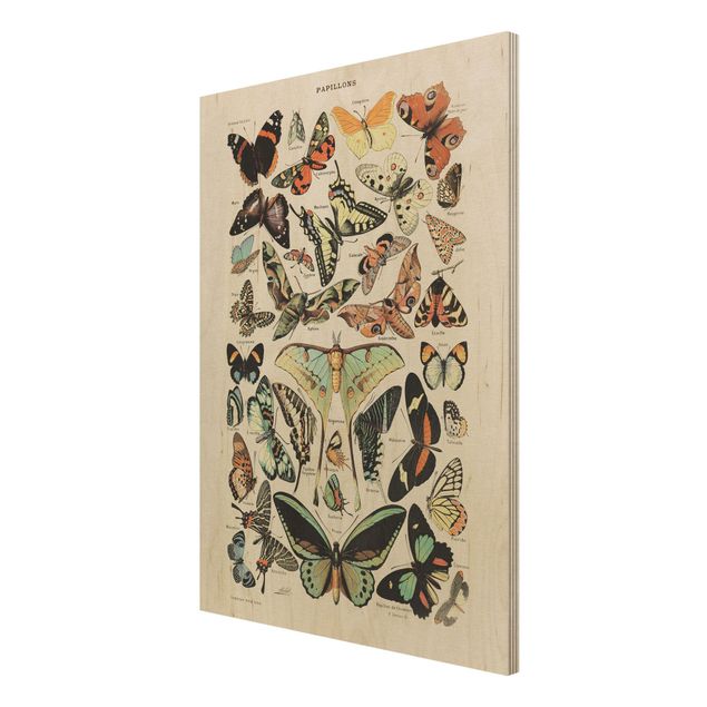 Tavlor Vintage Board Butterflies And Moths