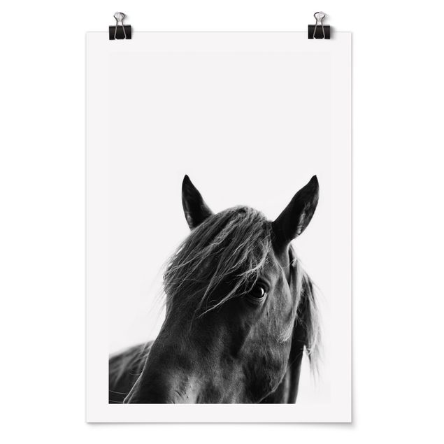 Posters konstutskrifter Curious Horse