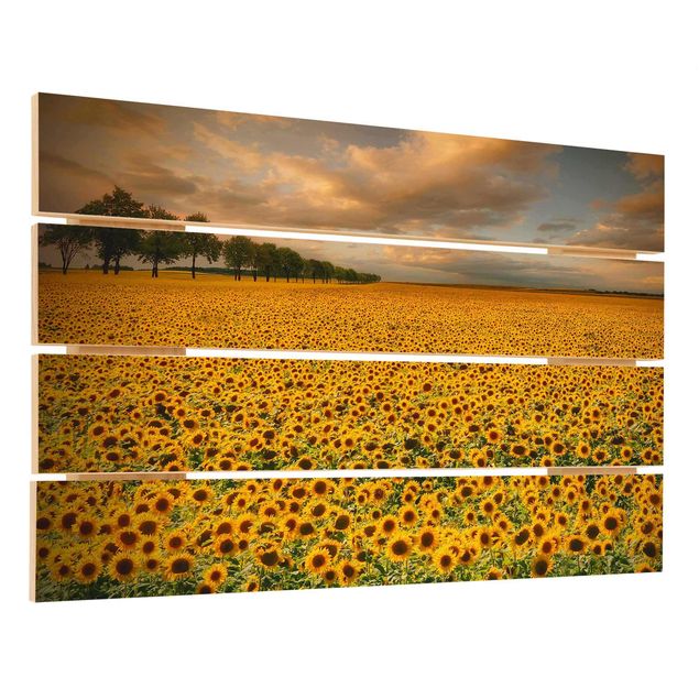 Trätavlor Field With Sunflowers