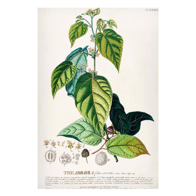 Magnettavla blommor  Vintage Botanical Illustration Cocoa