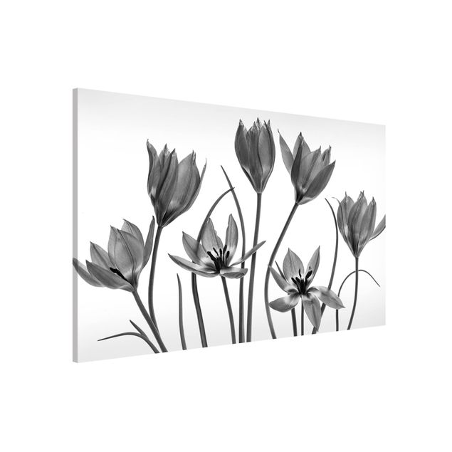 Kök dekoration Seven Tulips Black And White