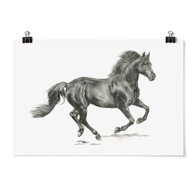 Posters djur Wild Horse Trial - Stallion
