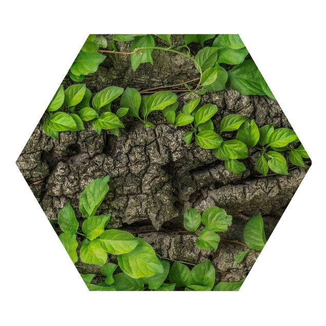 Hexagonala tavlor Ivy Tendrils Tree Bark