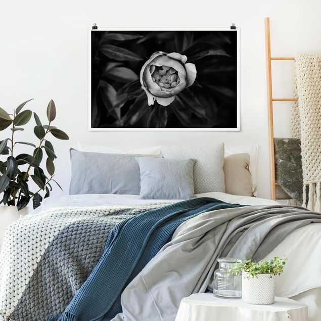 Posters blommor  Peonies In Front Of Leaves Black And White