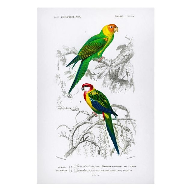 Magnettavla blommor  Vintage Wall Chart Two Parrots Green Red
