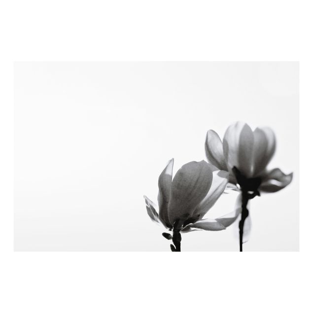 glasskivor kök Herald Of Spring Magnolia Black And White