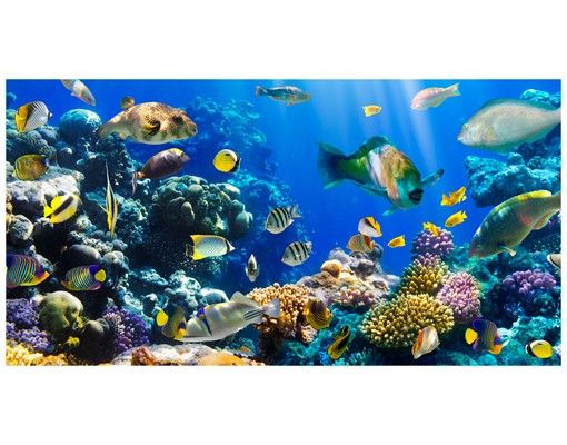 Fönsterdekaler djur Underwater Reef