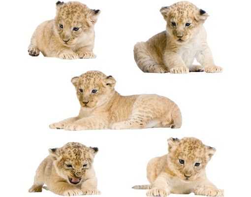 Autocolantes de parede animais No.647 Lion Babies Set