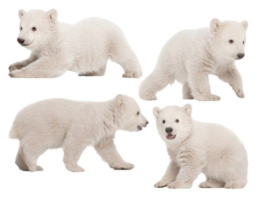 Wallstickers djur No.642 Polar Bear Brothers