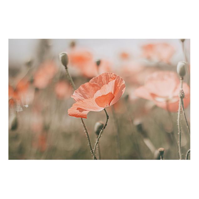 Kök dekoration Sun-Kissed Poppy Fields