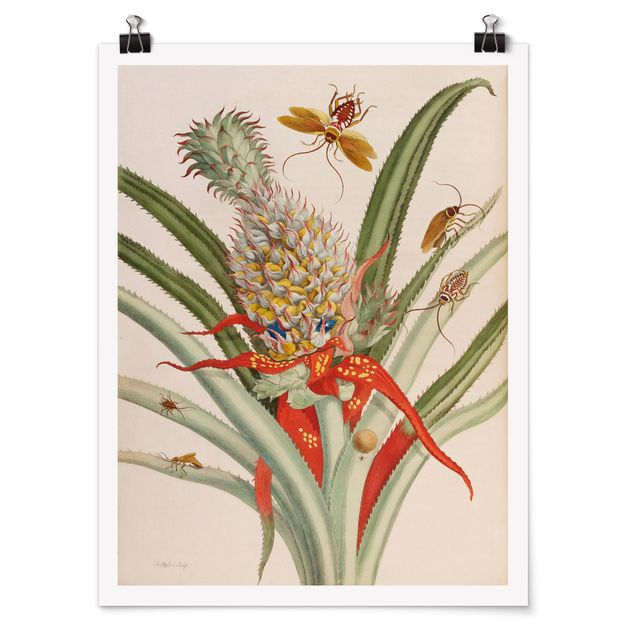 Posters blommor  Anna Maria Sibylla Merian - Pineapple With Insects
