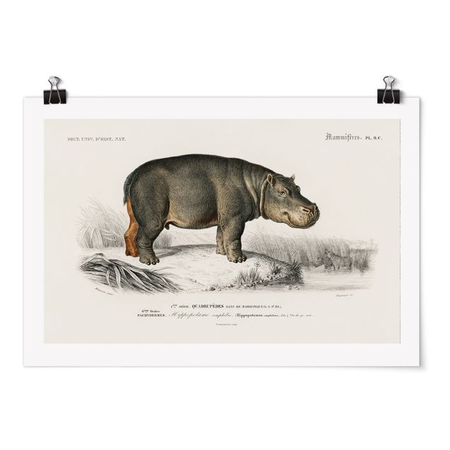 Posters landskap Vintage Board Hippo