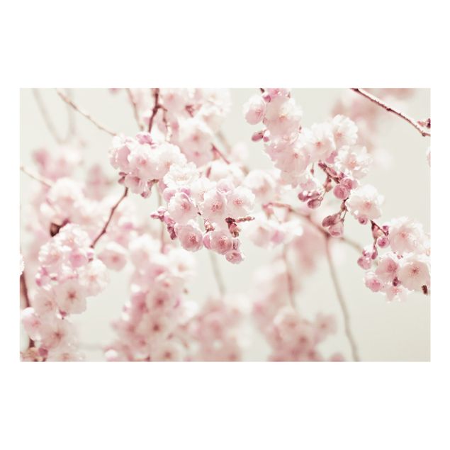 glasskivor kök Dancing Cherry Blossoms