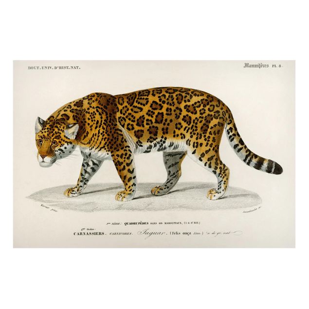 Tavlor katter Vintage Board Jaguar