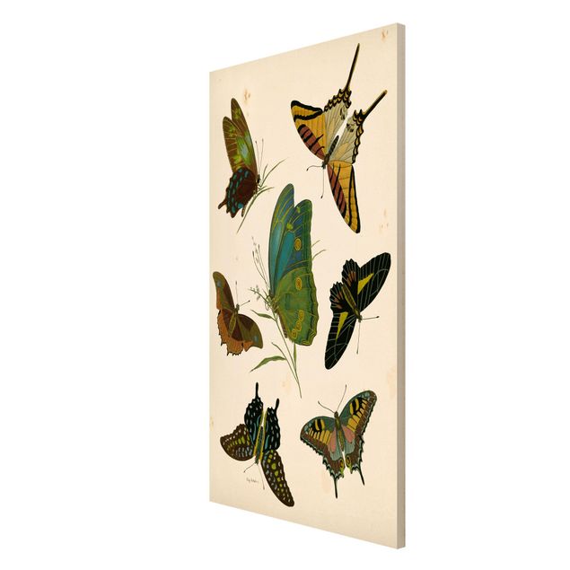 Magnettavla djur Vintage Illustration Exotic Butterflies