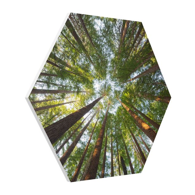 Tavlor 3D Sequoia Tree Tops