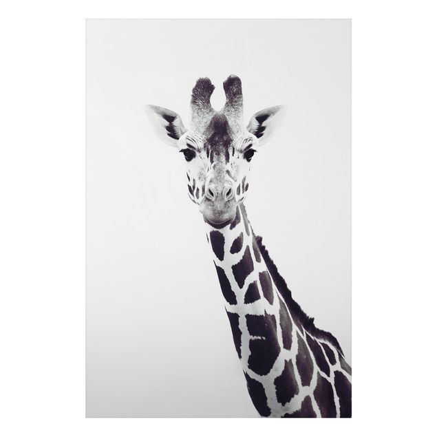 Tavlor giraffer Giraffe Portrait In Black And White