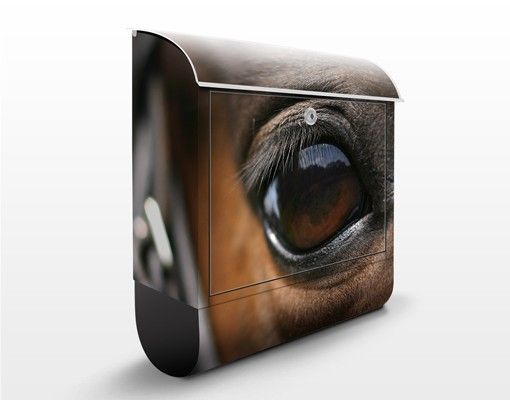 Brevlådor djur Horse Eye