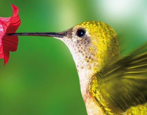 Brevlådor Hummingbird And Flower