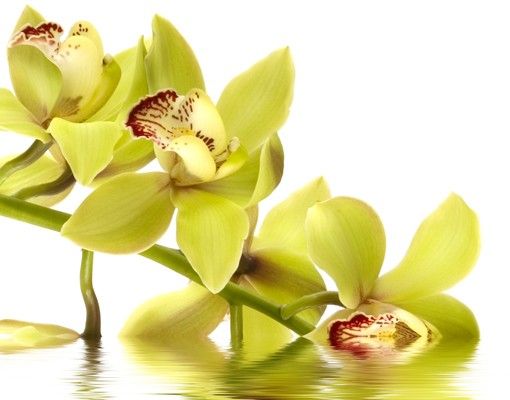 Brevlådor Elegant Orchid Waters