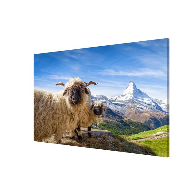 Tavlor bergen Blacknose Sheep Of Zermatt