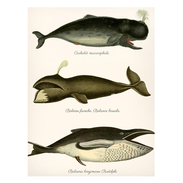 Tavlor fisk Three Vintage Whales
