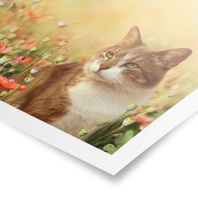 Posters blommor  Cat In A Field Of Poppies