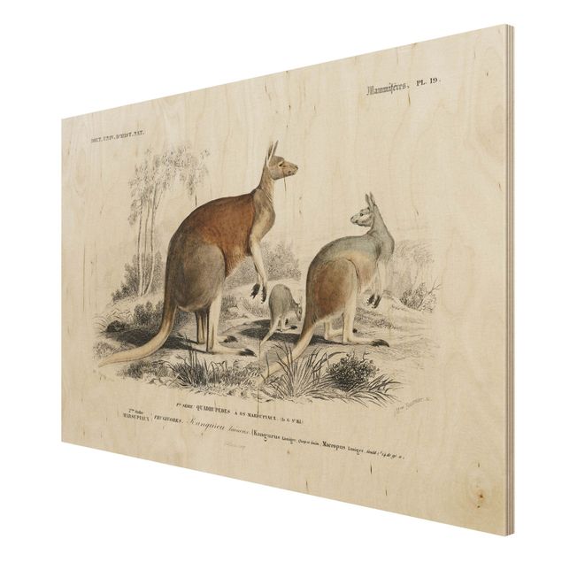 Tavlor Vintage Board Kangaroo