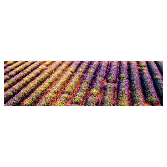 väggskivor kök Picturesque Lavender Field