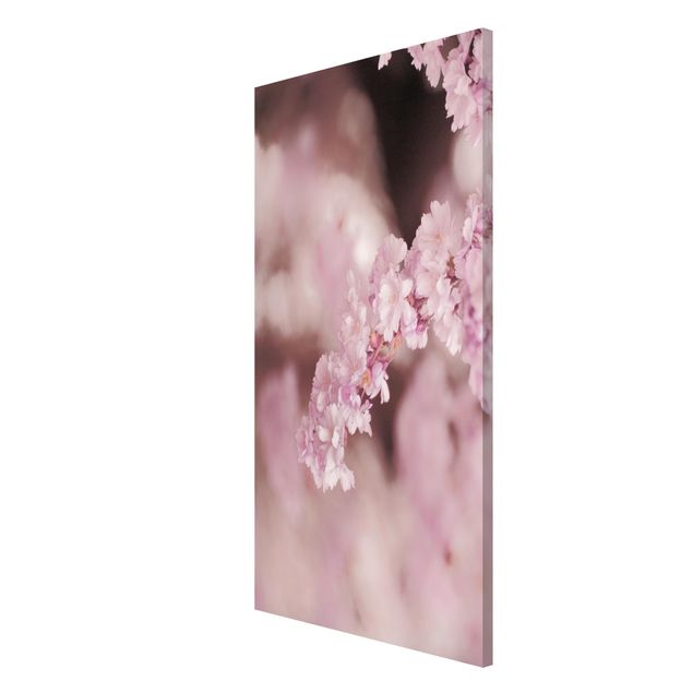 Tavlor blommor Cherry Blossoms In Purple Light