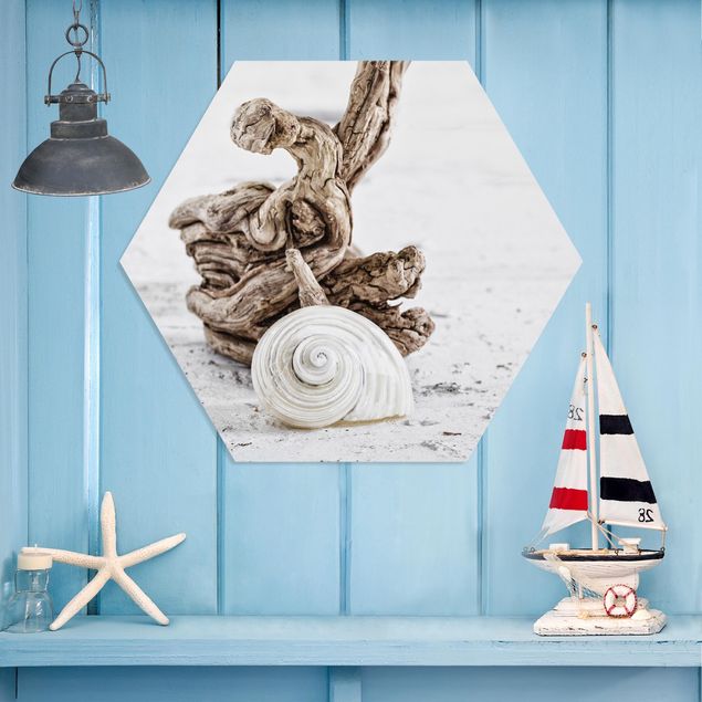 Kök dekoration White Snail Shell And Burl