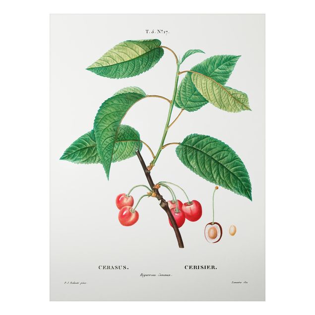 Tavlor frukter Botany Vintage Illustration Red Cherries