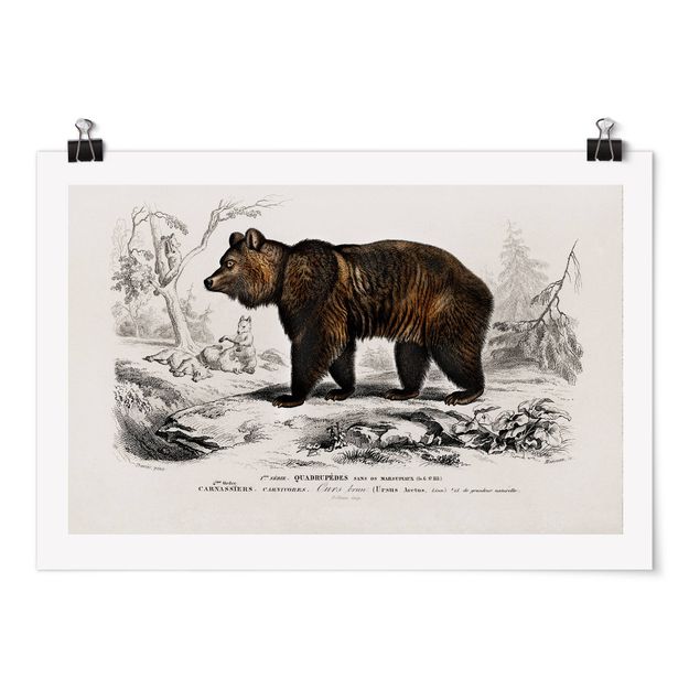 Posters djur Vintage Board Brown Bear