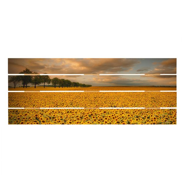 Tavlor Field With Sunflowers